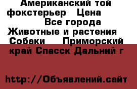 Американский той фокстерьер › Цена ­ 25 000 - Все города Животные и растения » Собаки   . Приморский край,Спасск-Дальний г.